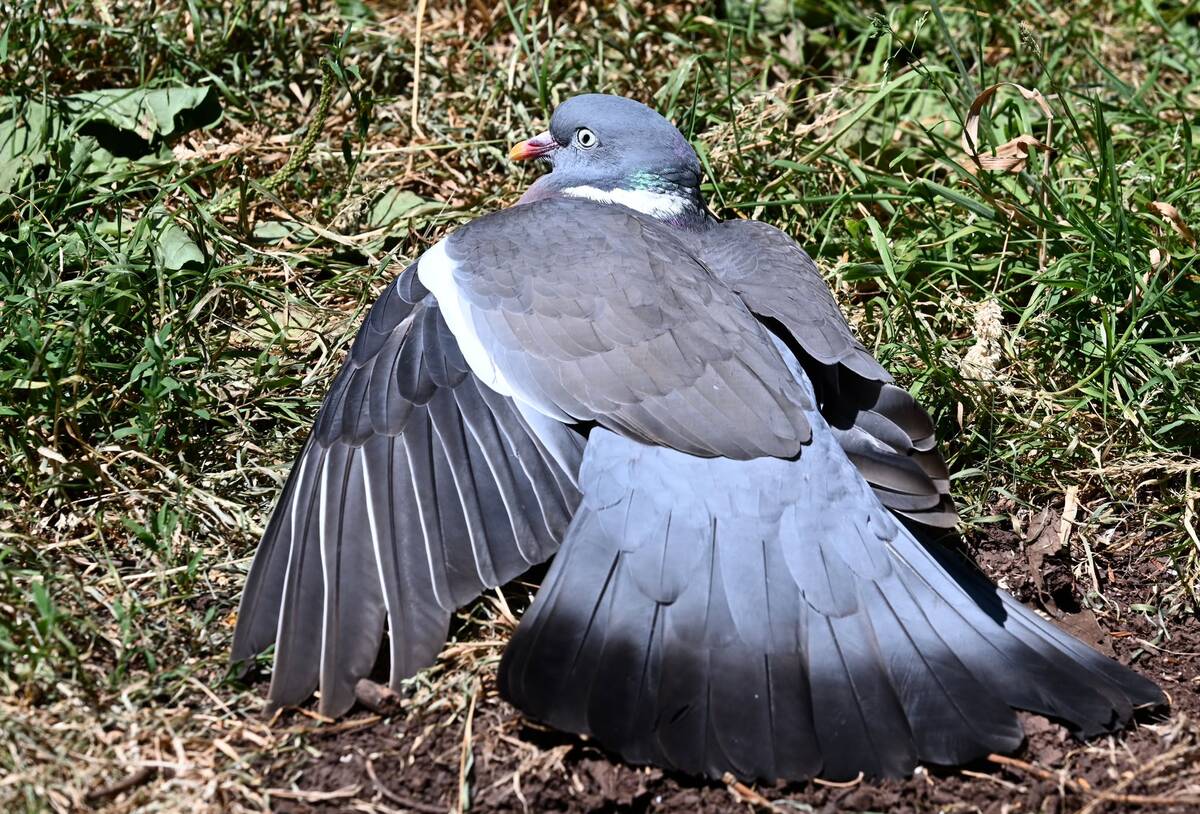 2026-07-16 3 Wood Pigeon